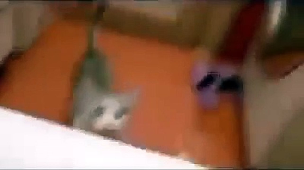 Cat's Afraid His Human Is Drowning