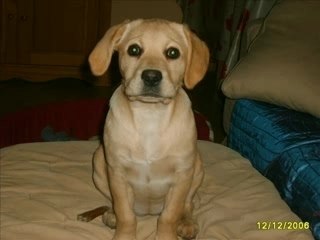 Labrador Louloute d'amour