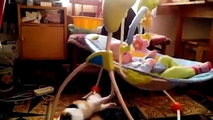 interesting billi bachy ko sula rhi hy