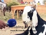 Animals Funny Punjabi Totay