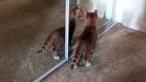Cute Kitten Confused By Reflection in Mirror
