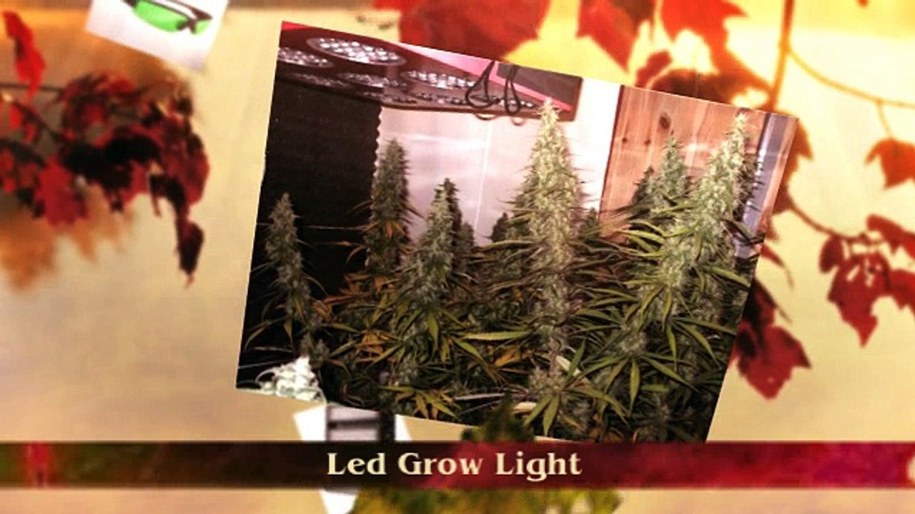 Led Grow Light