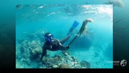 Lobster Diving – Various Things you need to know as a beginner