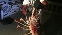 Pêcher un homard de 8kgs par erreur LOL