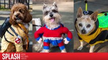 Miren estos perros adorables en sus mejores disfraces de Halloween