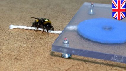 ハチは知能が高い!?　学んだことを仲間同士でシェアしていると英研究