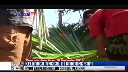 Tujuh Tahun Hidup di Kandang Sapi