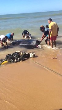 Sauvetage périlleux d'une raie ma,ta géante échouée sur la plage