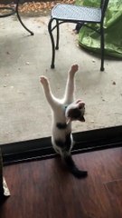 下载视频: Ce chaton découvre la moustiquaire... Et c'est le drame