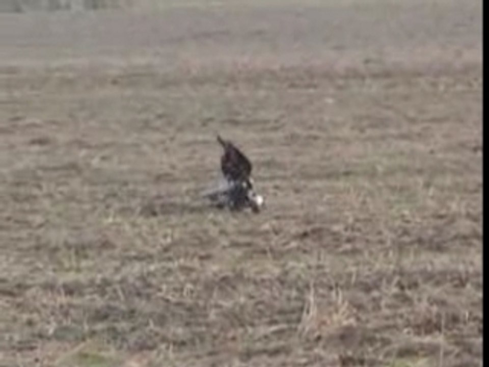 Deer hunting with a bird