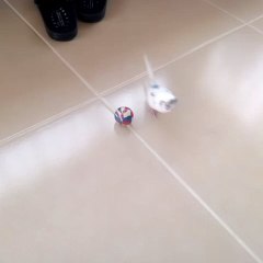 Muhabbet Kuşu Maviş