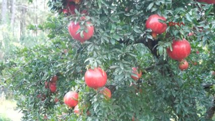 Finikeli Üretici Narı Maliyetine Satıyor