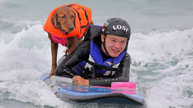 Ricochet The Surfing Dog: SUPERPOWER DOGS