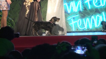 El perro de Blanca Suárez gana el premio "Mejor Mascota" Cosmopolitan