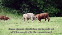 Weinende Kuh, jetzt gerettet! Crying Cow - now saved! with e