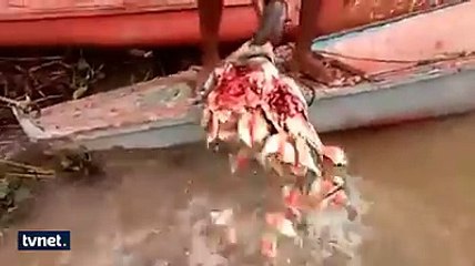 Piranalara bufalo kafasını saniyeler içinde