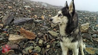 FUNNY DOGS VIDEO! Funny husky dogs Zor and Uchar vs UFO ★★★-whCo7eiszas
