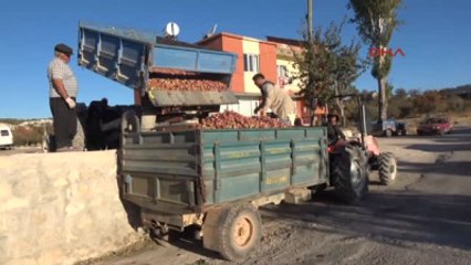 Elma Para Etmedi, 10 Kuruşa Meyve Suyu Fabrikasına Satılıyor!