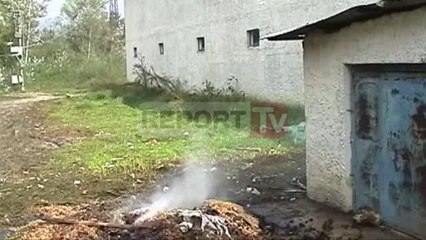 Report TV - Sekuestro 1.3 ton kanabis në Krujë, 11 në pranga