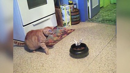 Cats Find Tricks In Their Treats