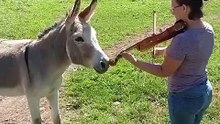 Surprenante réaction d'un âne qui entend pour la première fois le son d'un violon!