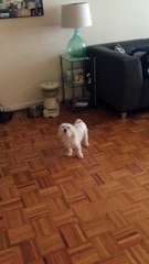 Dog has food stuck on back, can't quite reach it