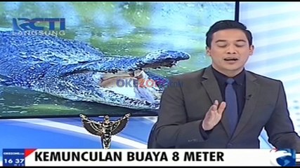 Buaya 8 Meter Muncul di Sungai Dekat Pemukiman Padat Penduduk
