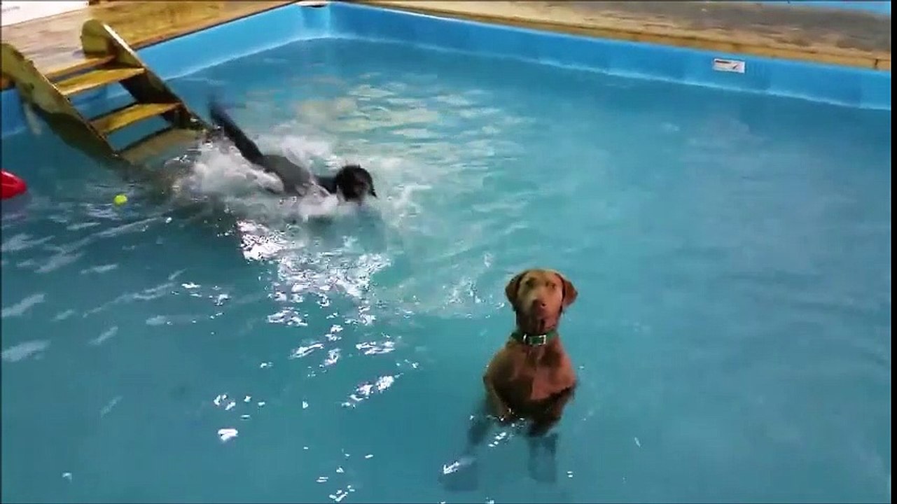 La première piscine canine de Belgique vient d'être inaugurée à Charleroi