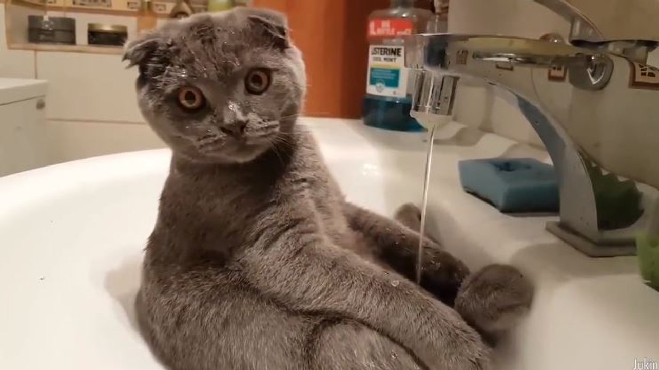 Un chat trop mignon s’amuse dans un lavabo (vidéo)