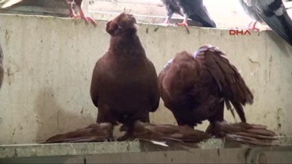 Diyarbakır Türkiye'nin Ilk Güvercin Oteli Diyarbakır'da Açıldı-2