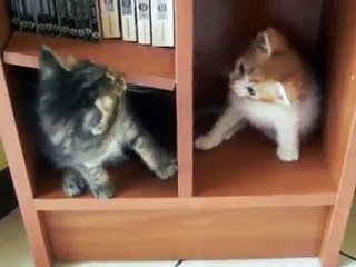 Quattro gattini che giocano in un mobile