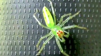 Spider Magnolia Green Jumper (Lyssomanes viridis)