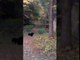 Extraordinary Video of Mother Bear Confronting Hikers