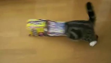 Most famous Viral video on dailymotion in 5 minutes