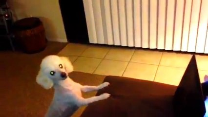 Dog and cat argue over who gets to use laptop