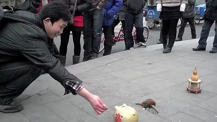 Street performing bird puts coins in piggy bank