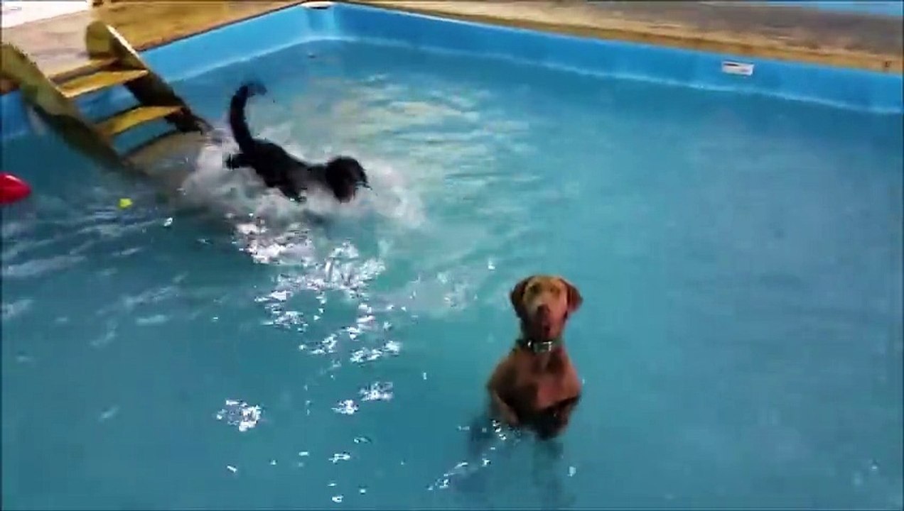 Cette piscine est reservée au chiens! Piscine canine à Charleroi en Belgique
