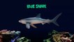 Sharks - Animals Series - The Kids' Picture Show (Fun & Educational Learning Video)