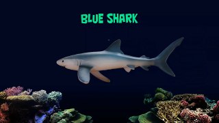 Sharks - Animals Series - The Kids' Picture Show (Fun & Educational Learning Video)