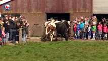 Emouvant: des vaches découvrent l'herbe pour la première fois