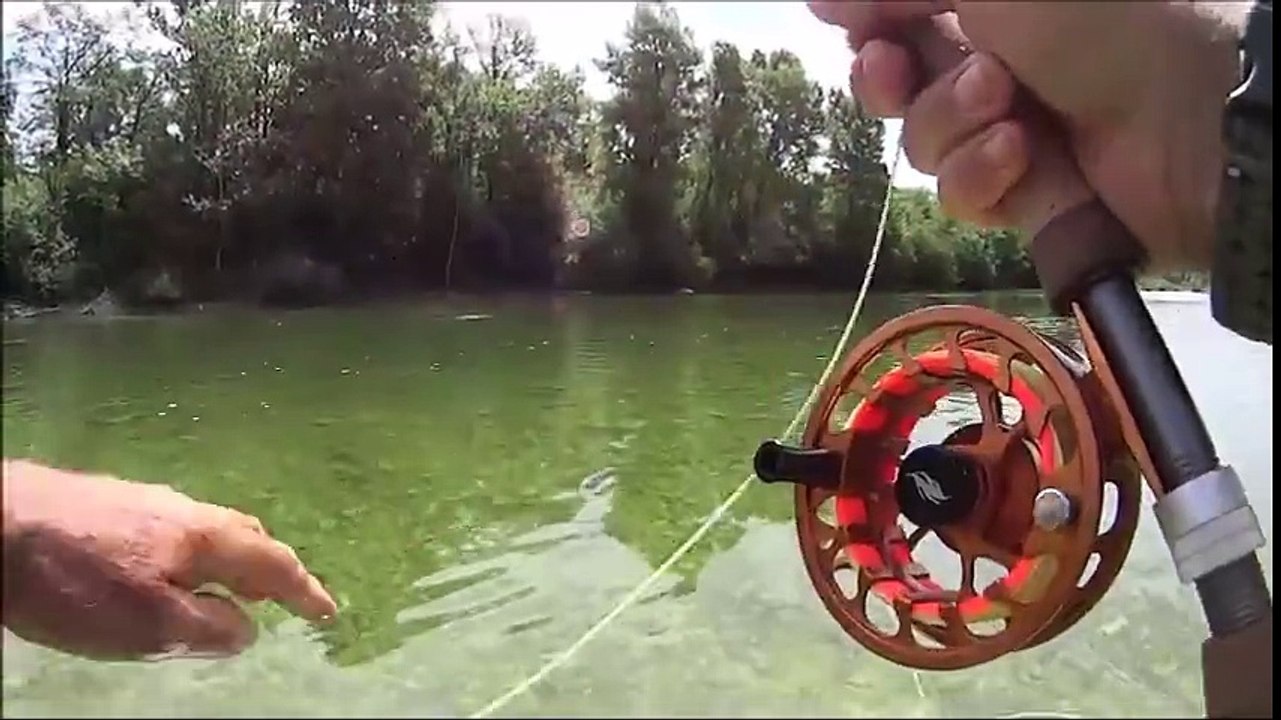 La mouche spent en cdc