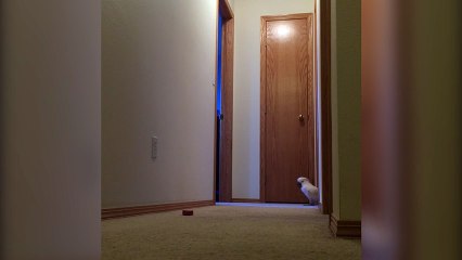 Strange Bird Wanders The House While Babbling