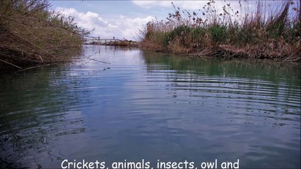Crickets, animals, insects, owl and running water sounds and noise