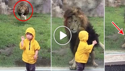 Terrifying Moment Lion Wants To Make Little Child Their Food
