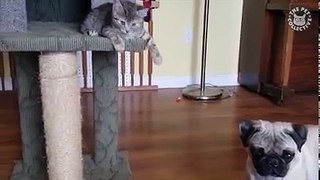 14 Funny Pet Videos Compilation 2016
