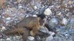 Los monos capuchinos afilan piedras pero no las usan como herramientas