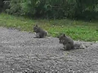 Les écureuils au Golden Gate Parc