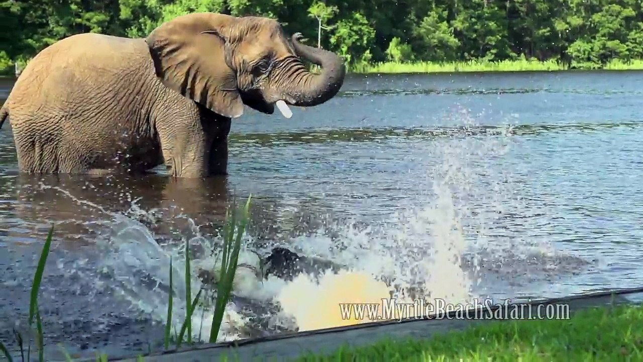 Elle a 2 animaux de compagnie, 1 chien et ... un éléphant ! Grosse amitié !