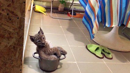 Baby Lynx Plays with White Kitten