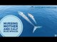 Drone Captures Blue Whale Nursing Calf